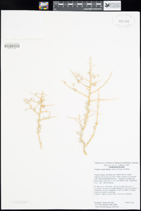 Atriplex confertifolia image