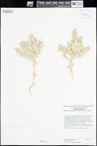 Atriplex confertifolia image