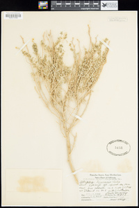 Atriplex linearis image