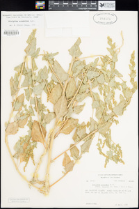 Atriplex argentea image