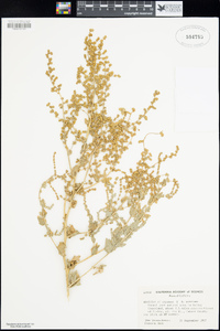 Atriplex argentea image