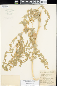 Atriplex argentea image