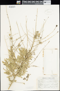 Atriplex canescens image