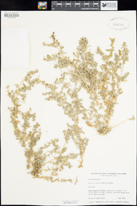 Atriplex coulteri image