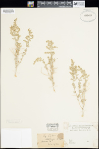 Atriplex confertifolia image