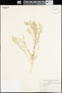 Atriplex elegans image