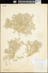 Atriplex elegans var. fasciculata image