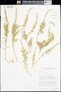 Atriplex californica image