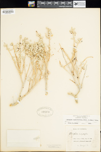 Atriplex confertifolia image