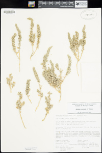 Atriplex coronata image