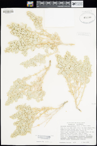 Atriplex confertifolia image