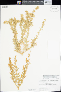 Atriplex canescens image