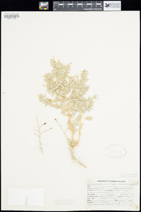 Atriplex confertifolia image