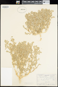 Atriplex elegans var. fasciculata image