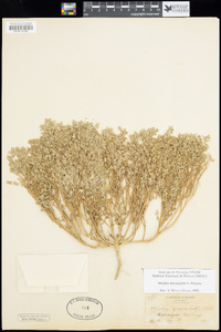 Atriplex elegans image