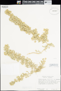 Atriplex canescens image