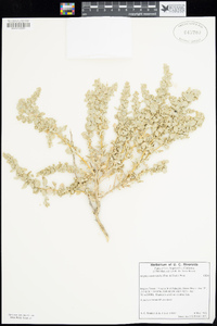 Atriplex confertifolia image