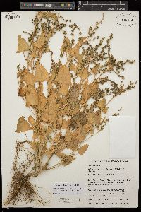 Atriplex prostrata image