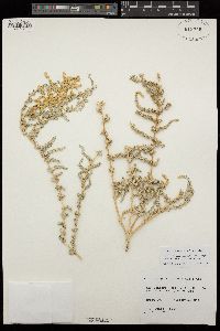 Atriplex persistens image