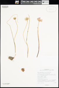 Allium munzii image