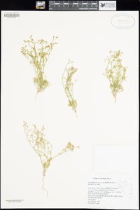 Chorizanthe brevicornu image