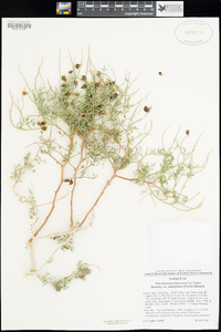 Psorothamnus arborescens var. minutifolius image