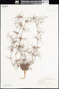 Eriogonum intricatum image