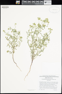 Cryptantha pterocarya var. pterocarya image