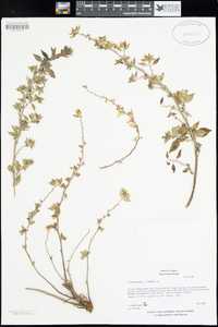 Image of Parietaria cretica