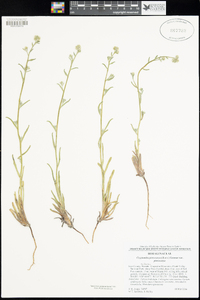 Cryptantha pterocarya image