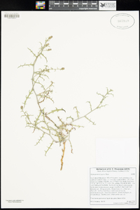 Stephanomeria parryi image