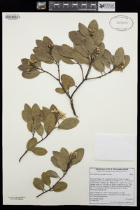 Arctostaphylos glandulosa image