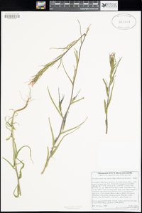 Castilleja minor subsp. spiralis image