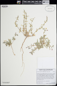 Camissonia pallida subsp. pallida image