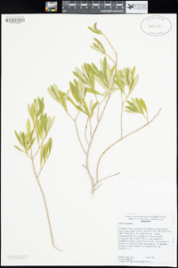 Olea europaea image