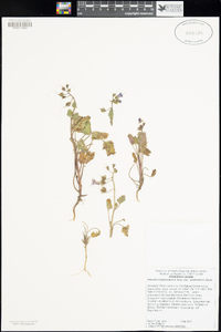 Phacelia campanularia image