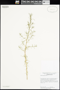 Salsola australis image