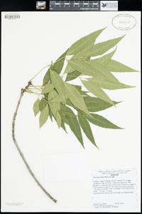 Fraxinus uhdei image