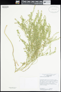 Lepidium pinnatifidum image