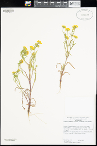 Lasthenia glabrata subsp. coulteri image