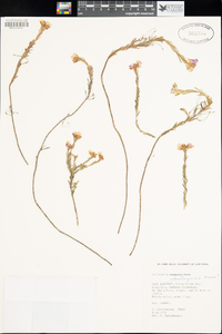 Image of Heliophila cedarbergensis