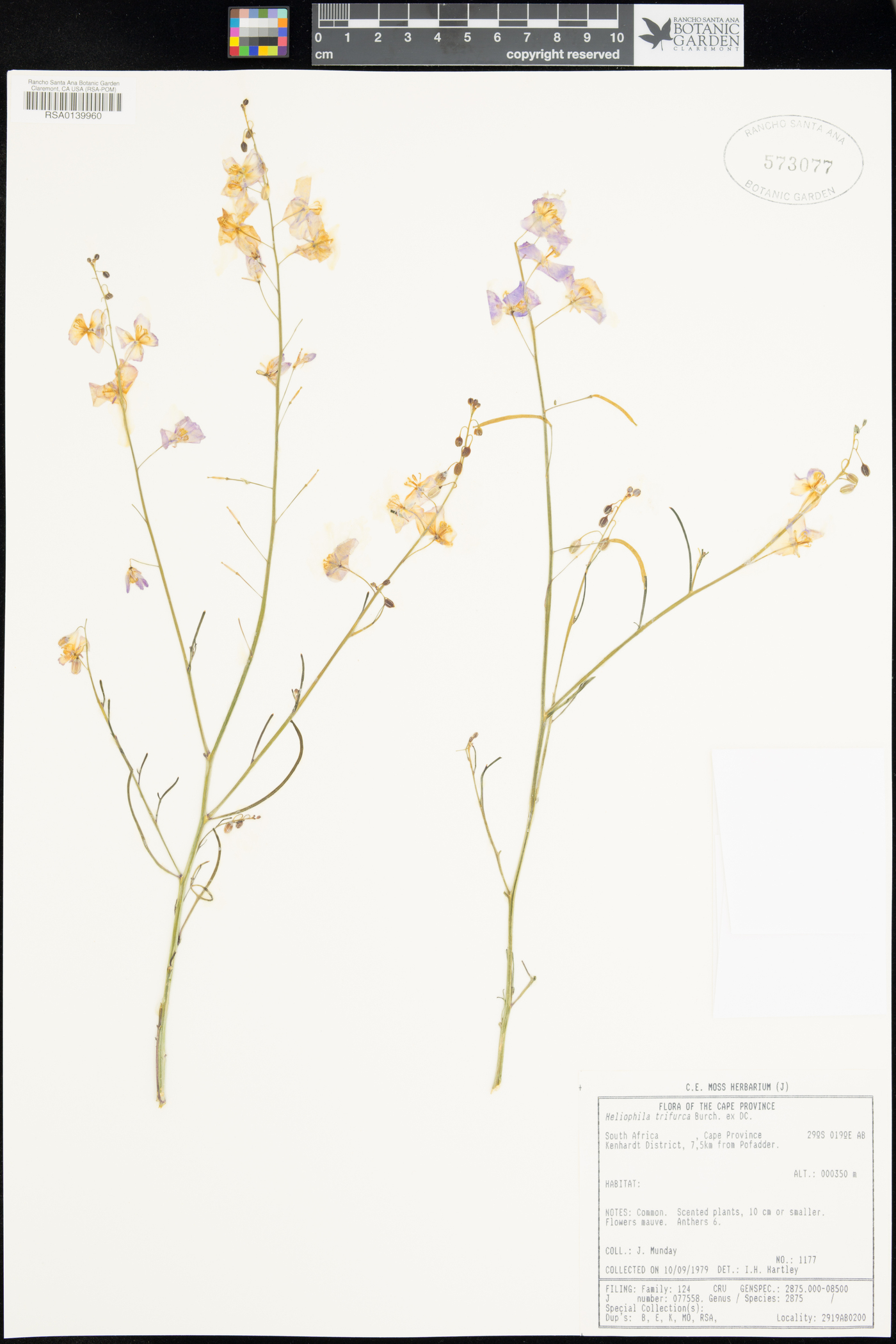 Heliophila trifurca image