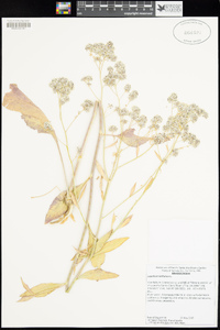 Lepidium latifolium image