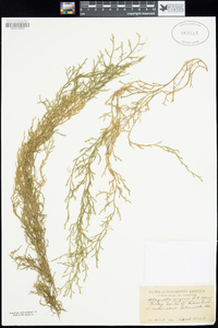 Selaginella oregana image