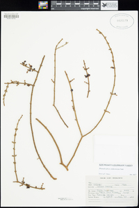 Phoradendron californicum image