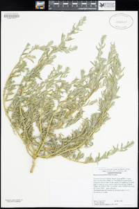 Bassia hyssopifolia image