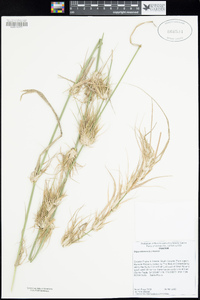 Stipa miliacea var. miliacea image