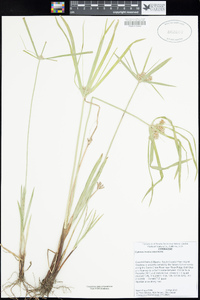 Cyperus involucratus image