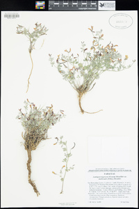 Acmispon argyraeus var. multicaulis image