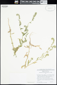 Amsinckia spectabilis var. spectabilis image